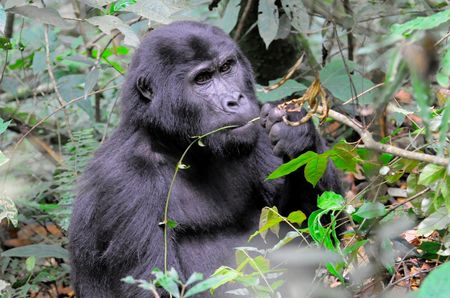 Gorille_de_montagne__parc_de_Bwindi__Ouganda__2_