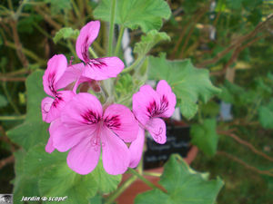 9404_Pelargonium_Oniq