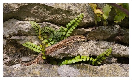 QM_fougere_lezard_210410