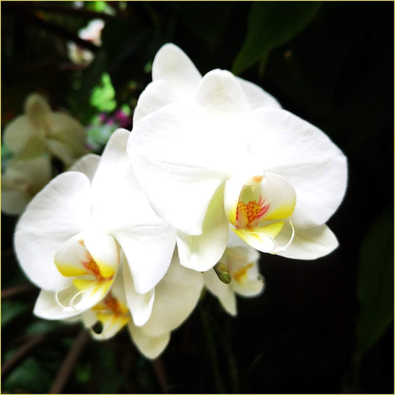 orchiblanc1