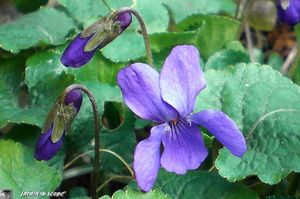 Violettes-sauvages