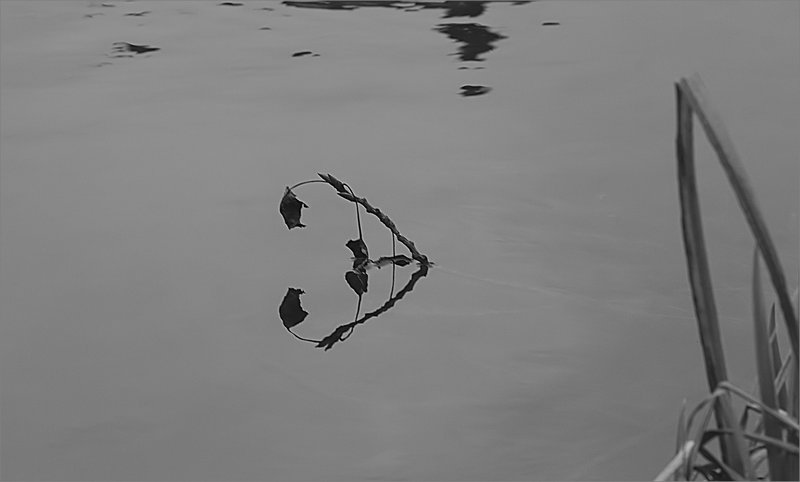 Reflet branchage nb 160222 2