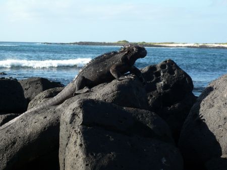 Amazing Galapagos