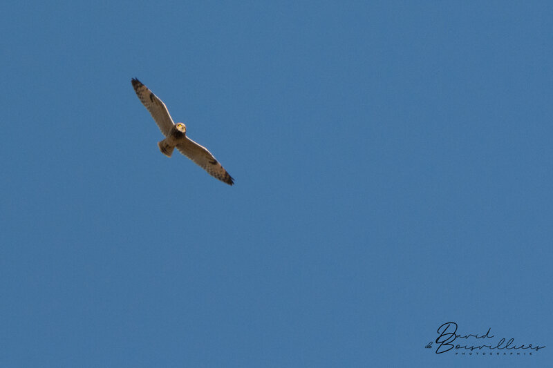 Hibou des marais Vs Epervier d'Europe