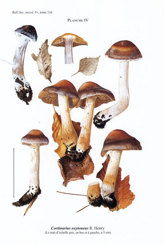 Cortinarius oxytoneus Tassi_0002