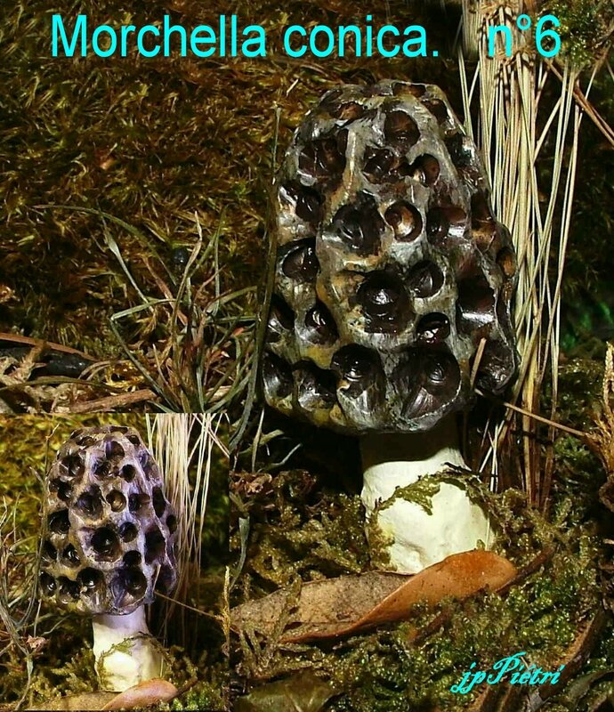 morchella conica n°6