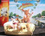 Disney_Bolt_Beverly_Hills_Chihuahua_DVD_Release_Bg2Xskreq22l