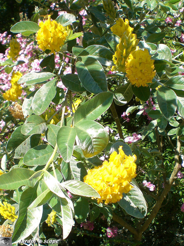 Cytisus battandieri, un arbuste dont les fleurs sentent l'ananas