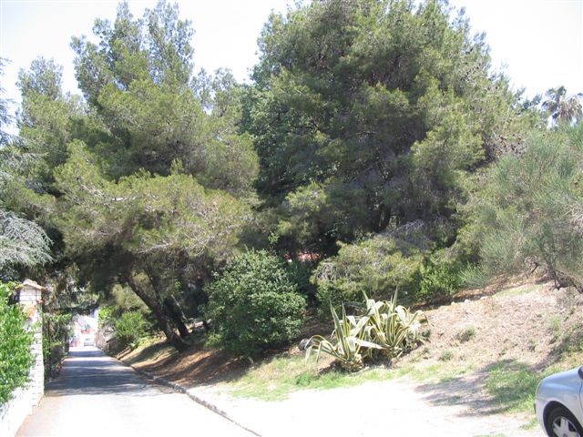 Bordighera Terreno Il Mirto 054