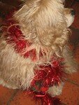 Tango_profil