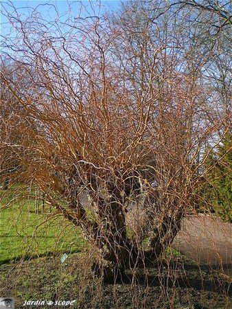 Saule_tortueux