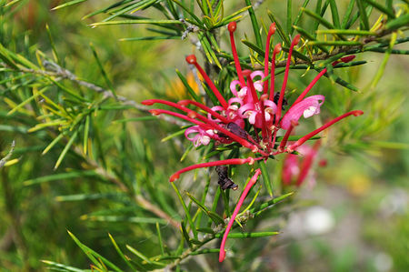 Grevillea_juniperina