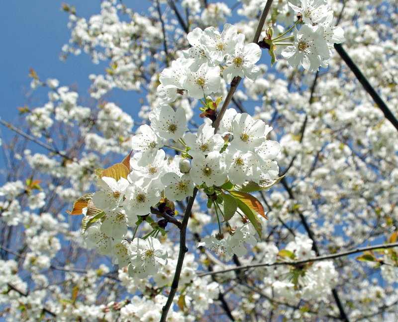 arbre en fleur