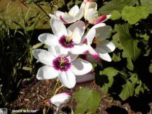 Ixia flexuosa • Lis des blés