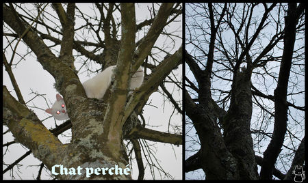 chat_perch_