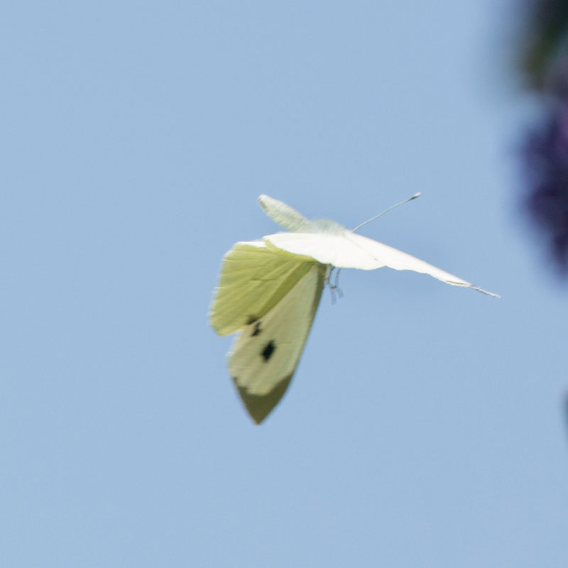 papillon-vole02