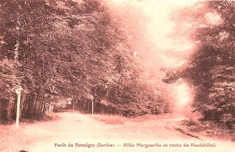 91-02-08-3 Forêt de Perseigne