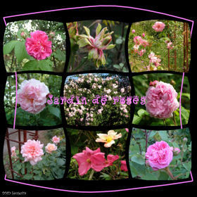 jardin_de_roses