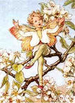 The_Pear_Blossom_fairy_Fleur_de_Poirier_