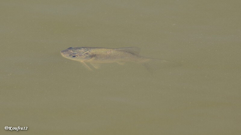 Photos JMP©Koufra12 - Le Caylar - Poissons - 21102018 - 0007