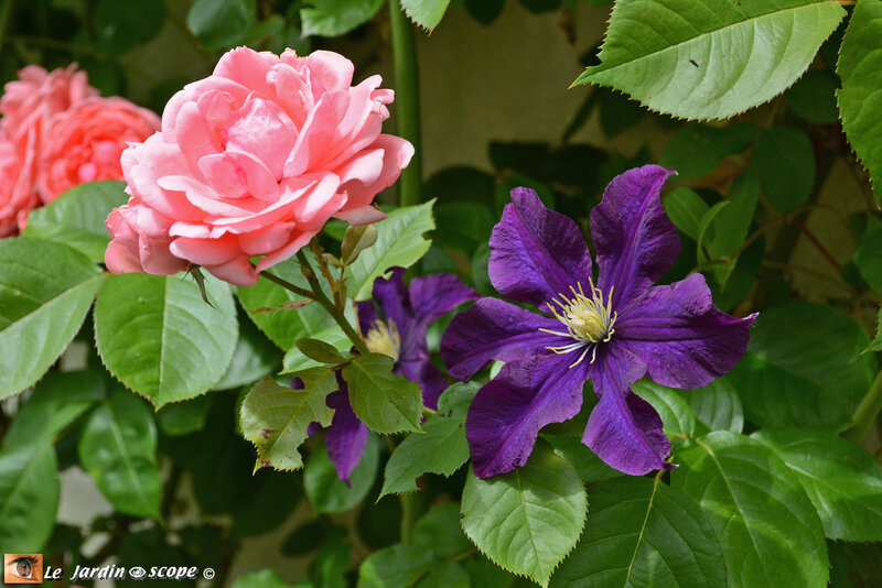 Clematis-'Warsaw-Nike'