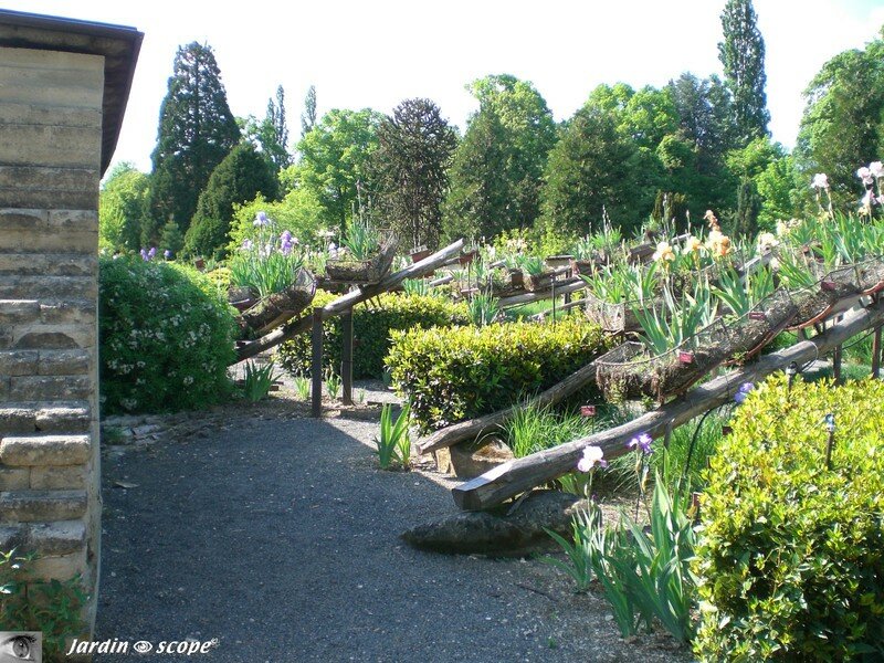 Tableau d'iris mi-mai 2007