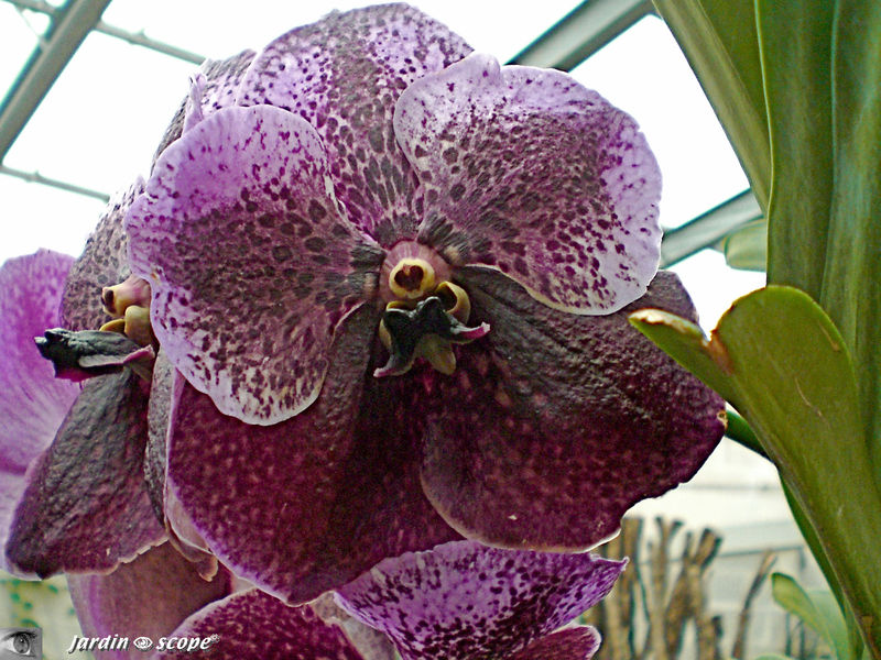 Exposition d'Orchidées 2009