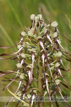 2011_04_30_Orchis_bouc_04