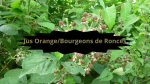 5 RONCES Jus Orange Bourgeons de Ronce