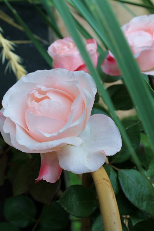 Fête de la rose Veules-les-Roses 063