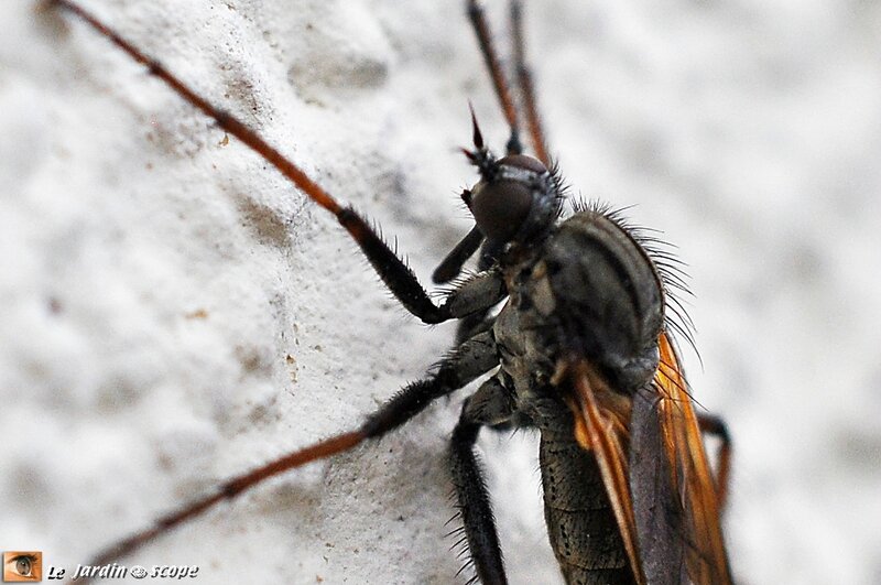 Empis marqueté • Empis tessellata (femelle)