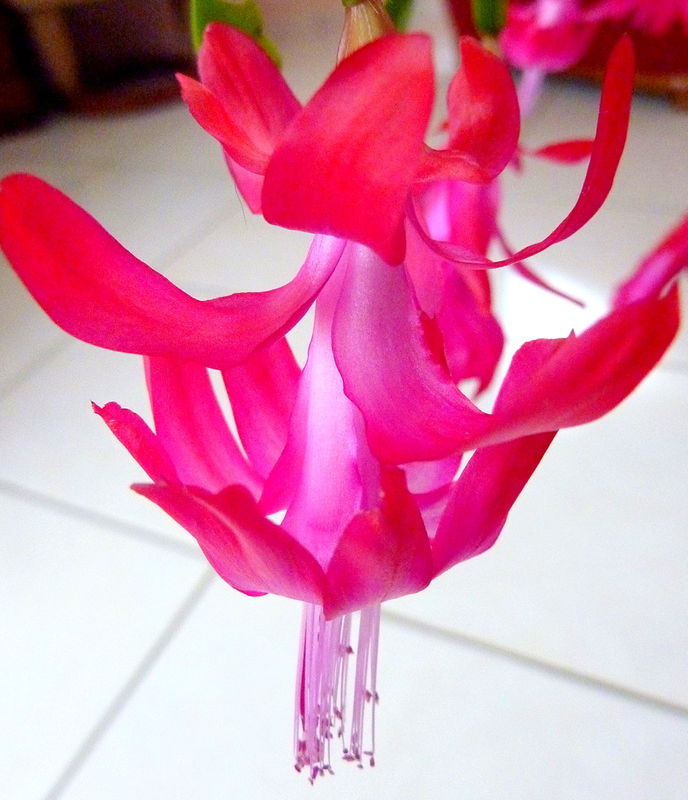 cactus de Noël (ou epiphyllum, ou schlumbergera)