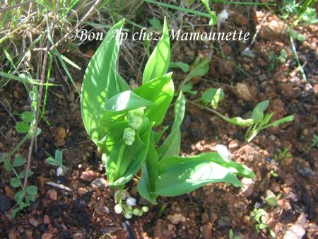 Muguet_fleuri_2_avril_2011_et_jardin_8_avril_004