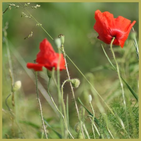 Coquelicots