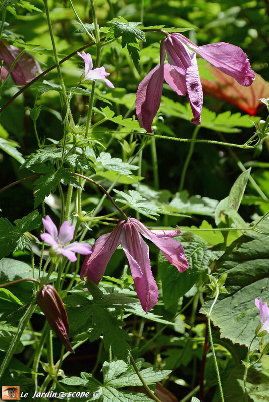 Clematis-integrifolia-alionushka-2