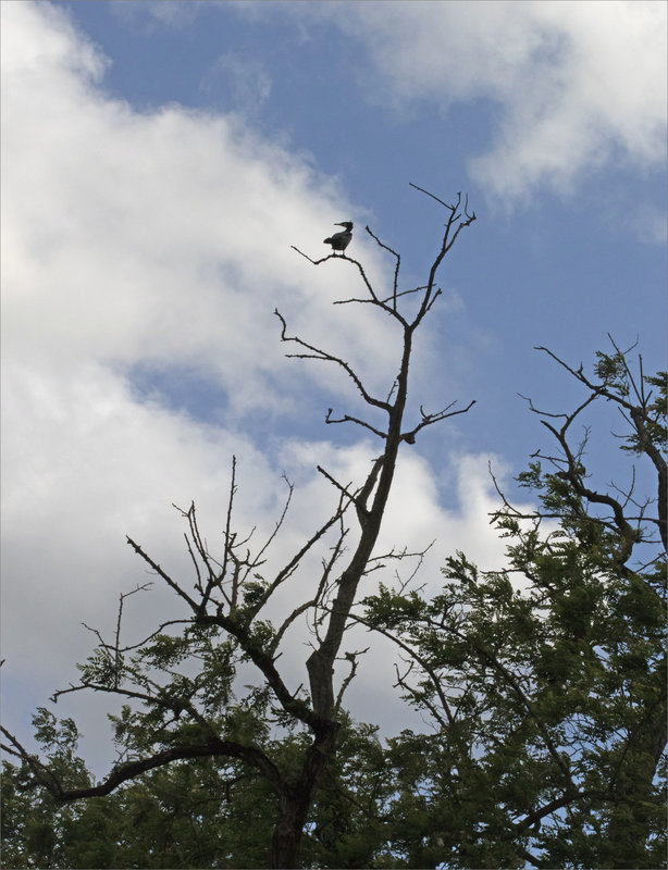 Oiseau cormoran girouette vent arbre 240521