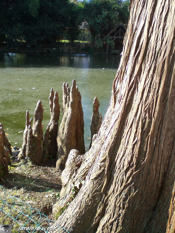 Cyprès chauve • Taxodium distichum • Famille Taxodiaceae