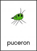 PUCERON