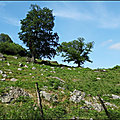 Pays Basque, les <b>arbres</b>.