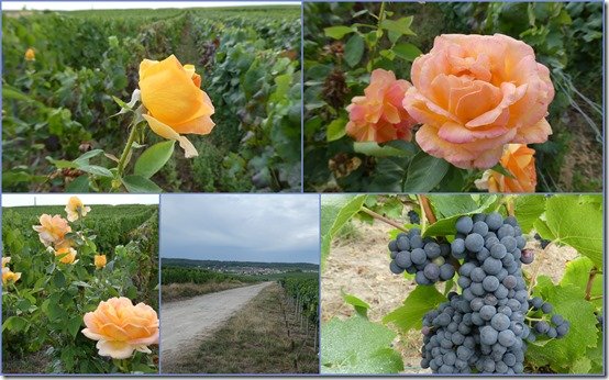 vendanges j - 15