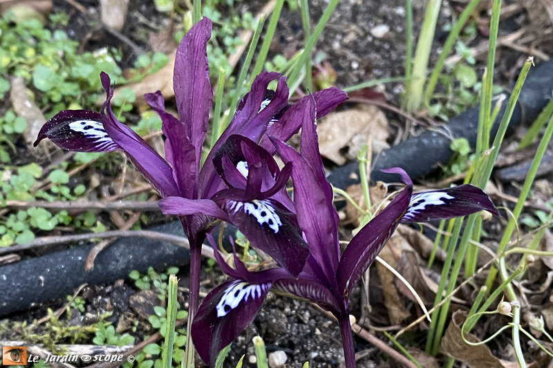 Iris-Reticulé-Pauline