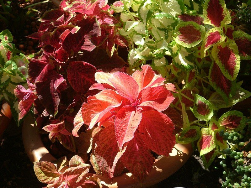 coleus groupés