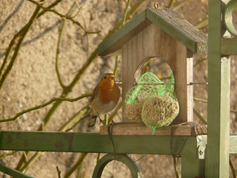 ou gorge-rouge...