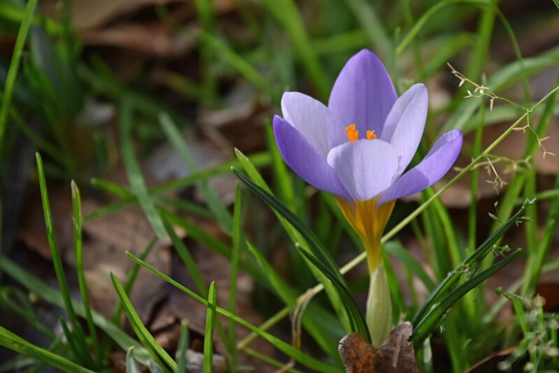 Crocus Blue Pearl (4)