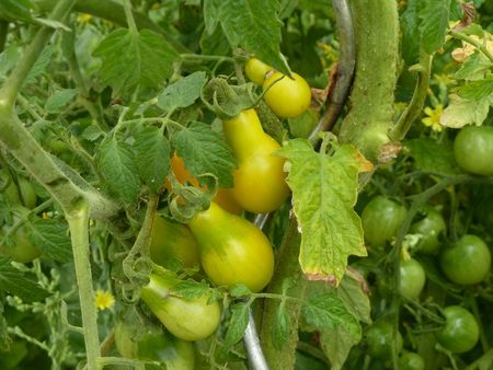 tomates 13 aout 2012 (9)