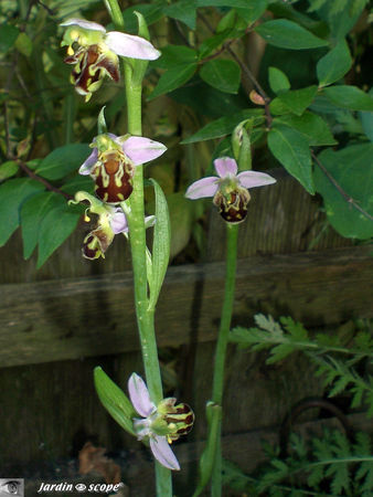 Ophrys_apifera_4