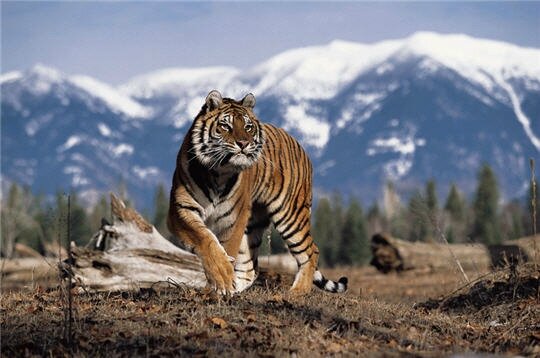 tigres de Sibérie lol