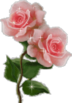 roses_roses