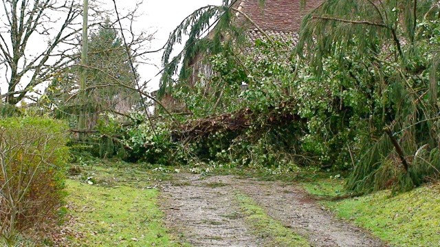 Un avet gigant destornat a Riule