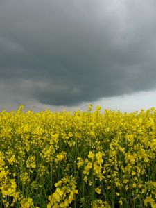 A13